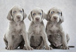 three puppies of weimaraner on sitting on grey background