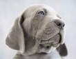 portrait of a weimaraner puppy on grey background
