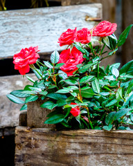 Wall Mural - flowers