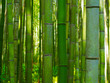 Bambus Hintergrund grün Wald
