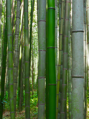  Bambusowy słupa tła las