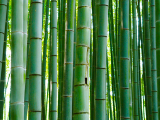  Bambusowe słupy leśne