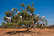 Heard of goats climbed on an argan tree on a way to Essaouira, Morocco, North Africa