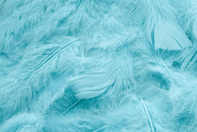Close Up Of Colored Background Of Fluffy Feathers.