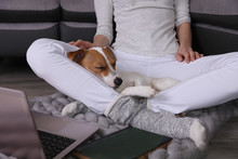 Cozy Home, Woman Wearing Soft Woolen Socks Watching Movie On Laptop, Dog Sleeping On Female Feet