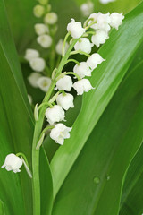 Canvas Print - Bouquet de muguet