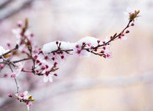 Fruit Tree Blossom Covered With Snow