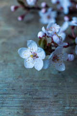 Wall Mural - Close up view of fresh spring tree branches blooming with pink and white flowers against old rustic wooden background. Floral or Hello spring background