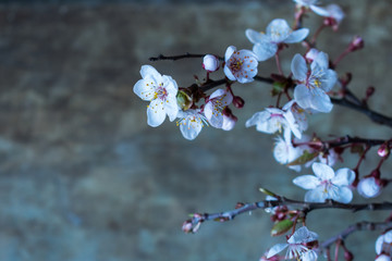 Close up view of fresh spring tree branches blooming with pink and white flowers against old rustic wooden background. Floral or Hello spring background