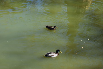 Patitos nadando en El Retiro