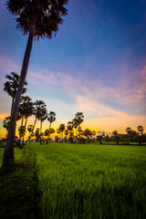 Wall Mural - Vietnam