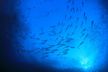 Wall Mural - Tuna fish hunting sardines