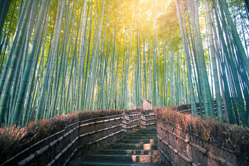 Wall Mural - Arashiyama bamboo forest in Kyoto, Japan.