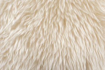 Wall Mural - White fluffy sheep wool texture, beige natural wool background, fur texture close-up for designers