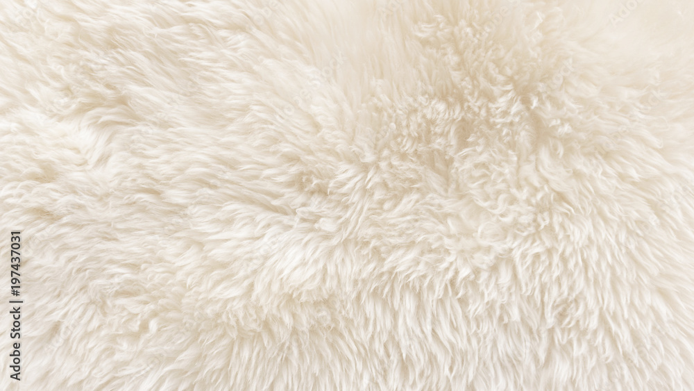White wool texture background, cotton wool, white natural sheep wool, beige fluffy fur, fragment white carpet, close-up light wool with detail of woven pattern, factory fabric material with a twist - obrazy, fototapety, plakaty 