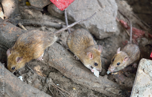 Fotografía Brown Rat (Rattus norvegicus)