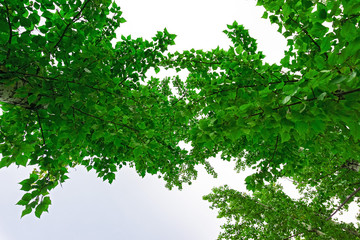 Wall Mural - green crown trees view from below into the sky. green crown of trees against the sky. view of the sk