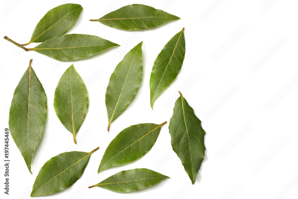 Laurel leaves isolated on a white background top view - obrazy, fototapety, plakaty 