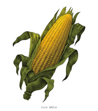 Corn Hand Drawing Vintage Engraving Illustration