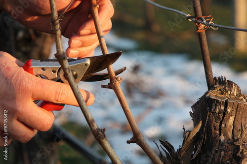 zwei hände beim weinreben schneiden im winter foto de Stock Adobe Stock