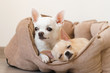 Two lovely, cute and beautiful domestic breed mammal chihuahua puppies friends lying, relaxing in dog bed. Pets resting, sleeping together. Pathetic and emotional portrait. Father and daughter photo.
