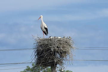 Nesting of the white stork on the background of beautiful blue sky with clouds