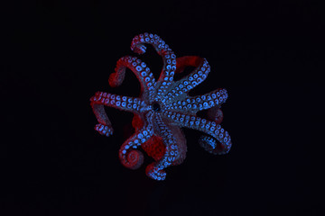 Child's toy octopus with colored gels. 