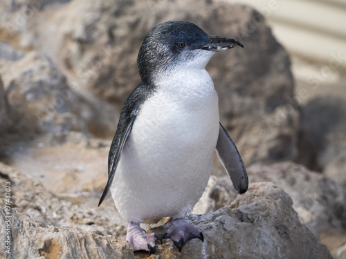 Obraz Dibond Little Penguin in the Discovery Centre on Penguin Island, Western Australia