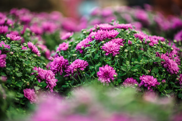 Many lilac flowers in garden. Nature summer view