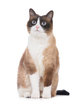 Adult Snowshoe Thai Cat Sitting On White Background And Looking To The Camera Isolated