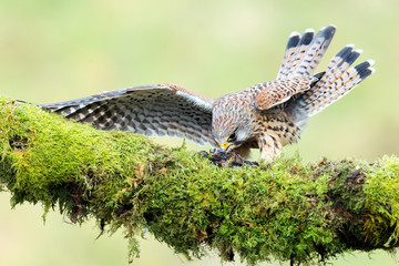 Wall Mural - Kestrel feeding on prey