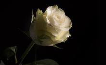 Closeup Photo Of A White Rose