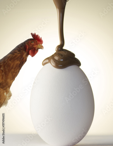 Zdjęcie XXL kura szuka jajka z czekoladą