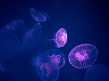 Group Of Moon Jellyfish Swim Underwater, With A Soft Bioluminescence