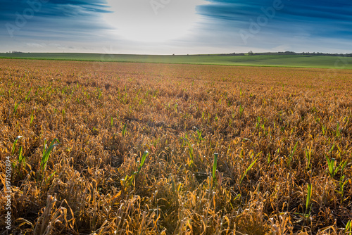 Fotografia, Obraz Grass reddish brown Died because of the herbicide