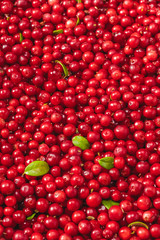 Wall Mural - Fresh organic cranberries with green leaves over it - studio shot