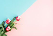 Pink Tulips On Minimal Background With Blue And Pink Color. Top View, Copy Space.