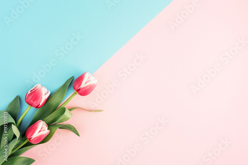 Pink tulips on minimal background with blue and pink color. Top view, copy sp...