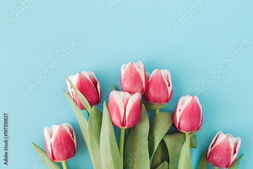 Bunch of beautiful pink tulips on blue background. Top view, holiday card, fl...