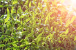 © pro2audio - Young green seedling sprouts, and seedlings in the sunlight. Selective focus