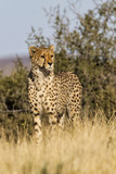 Fototapeta Sawanna - Male Cheetah in Tiger Canyons Game Reserve in South Africa
