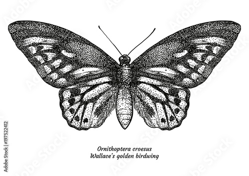 Fotomural Ornithoptera croesus, Walalce's, golden birdwing, illustration, drawing,
eng