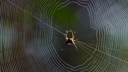Long horned spider at its web at deep tropical rain forest. 