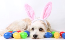 Small Havanese Is Ling In The Studio With Colorful Easter Eggs And Funny Bunny Ears