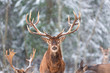 © Nikolay N. Antonov - Winter wildlife landscape with noble deers Cervus Elaphus. Deer with large Horns with snow on the foreground and looking at camera. Natural habitat.