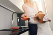 Woman cooking in kitche with her dog. Jack Russell terrier eating carrot, vegetables in pet food