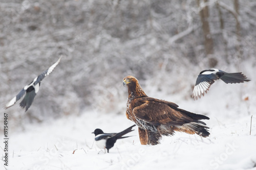 Fotografie, Tablou Young Golden Eagle surrounded by common magpies in winter conditions