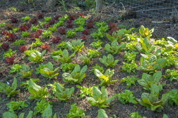 A small bed of lettuce growing in rows