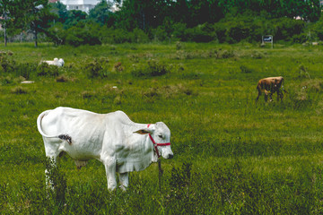 white cow grazing on a grass field