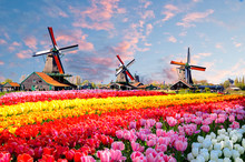Landscape With Tulips, Traditional Dutch Windmills And Houses Near The Canal In Zaanse Schans, Netherlands, Europe
